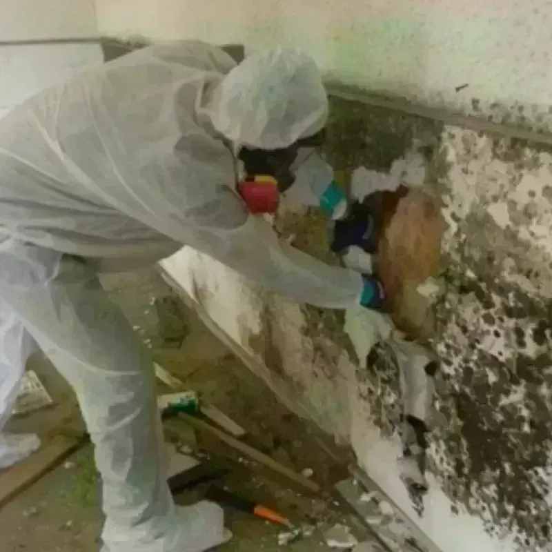 Mold Remediation and Removal in Venus, TX